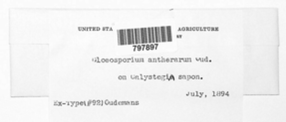 Gloeosporium antherarum image